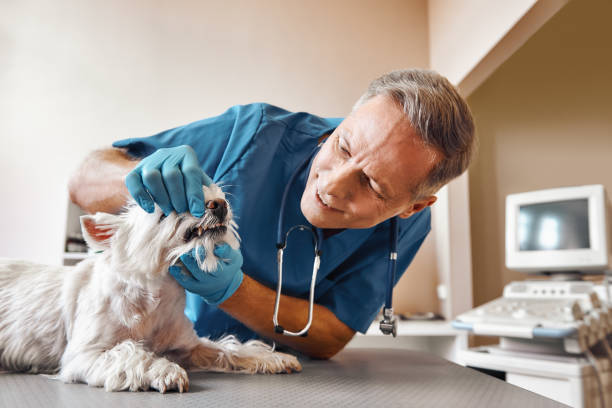Best Pediatric Emergency Dentist in Eveleth, MN